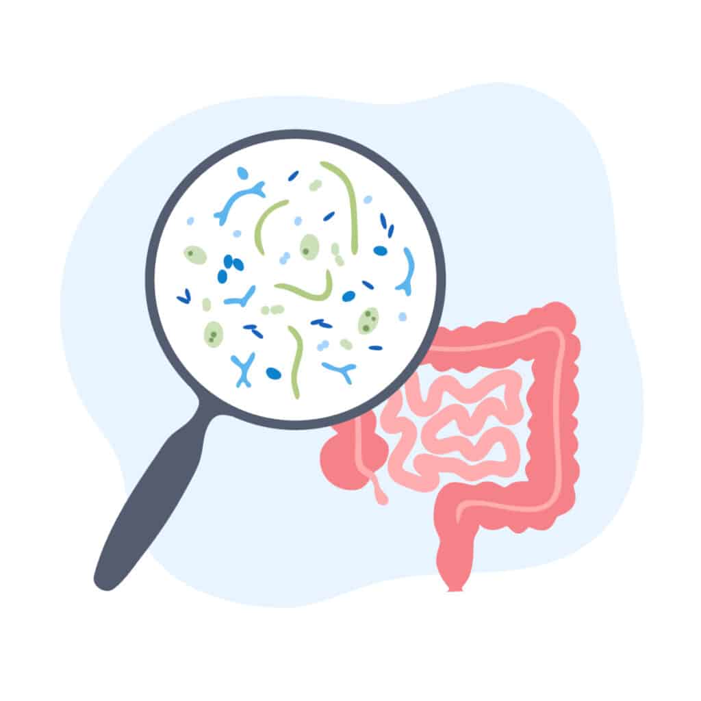 Microbiote intestinal et obésité